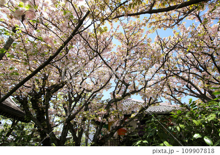 雨宝院境内に咲く桜 109907818