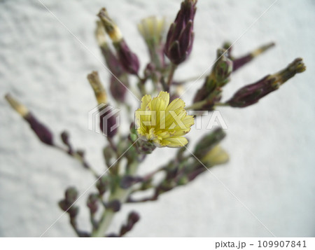 とうが立ち、黄色い花が咲いた葉レタス 109907841