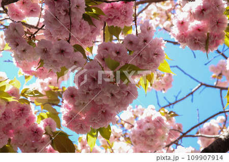 千本えん魔堂の桜 109907914