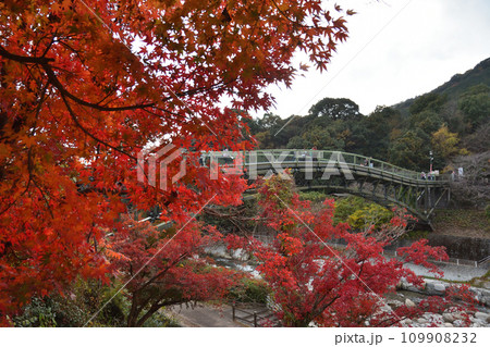 仁比山公園の紅葉 109908232