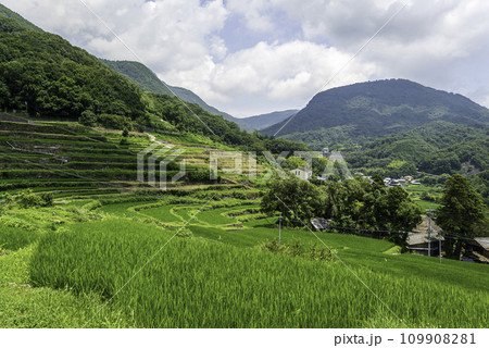 棚田(中山千枚田) 棚田(中山千枚田) 109908281