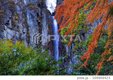 米子大瀑布の紅葉 米子大瀑布の紅葉 109908423