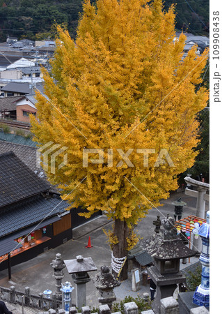 陶山神社の紅葉 陶山神社の紅葉 109908438