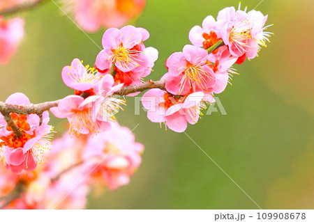 満開の美しいピンクの梅の花 満開の美しいピンクの梅の花 109908678