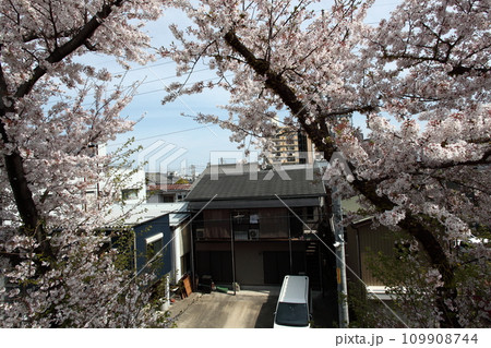 高台の桜と眼下の街 高台の桜と眼下の街 109908744