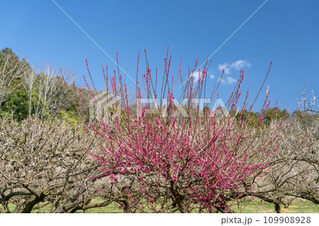 青空に映える紅梅 109908928