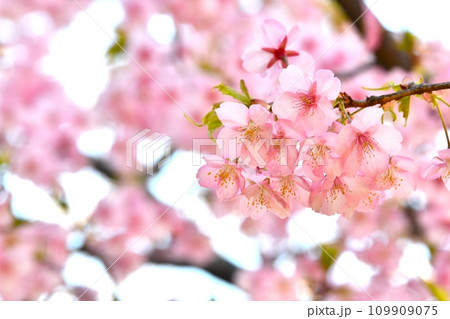 春の陽光に照らされる河津桜 春の陽光に照らされる河津桜 109909075