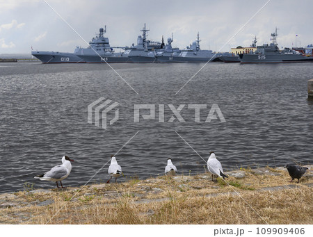 Seagulls and pigeon on the shore of the bay with warships in the city of Kronstadt Seagulls and pigeon on the shore of the bay with warships in the city of Kronstadt 109909406