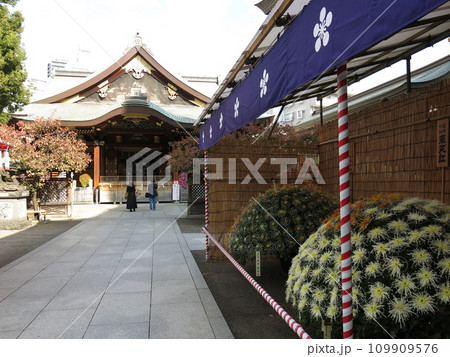 菊の花が飾られている11月の湯島天神(文京菊まつり開催期間) 菊の花が飾られている11月の湯島天神(文京菊まつり開催期間) 109909576