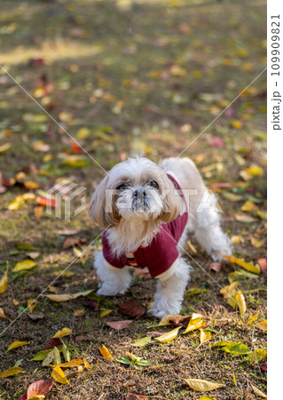 シニアなシーズー 109909821