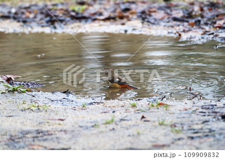 水浴びをするジョウビタキの雌 109909832