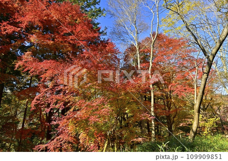 埼玉県嵐山町　武蔵嵐山渓谷の紅葉の木々 109909851