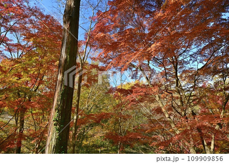 埼玉県嵐山町　武蔵嵐山渓谷の紅葉の木々 109909856