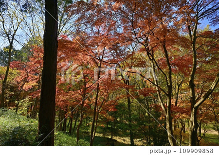 埼玉県嵐山町 武蔵嵐山渓谷の紅葉の木々 埼玉県嵐山町 武蔵嵐山渓谷の紅葉の木々 109909858