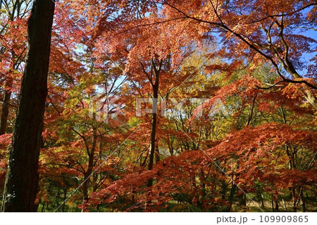 埼玉県嵐山町 武蔵嵐山渓谷の紅葉の木々 埼玉県嵐山町 武蔵嵐山渓谷の紅葉の木々 109909865