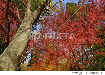 埼玉県嵐山町 武蔵嵐山渓谷の紅葉の木々 埼玉県嵐山町 武蔵嵐山渓谷の紅葉の木々 109909881