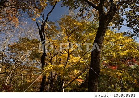 埼玉県嵐山町 武蔵嵐山渓谷の紅葉の木々 埼玉県嵐山町 武蔵嵐山渓谷の紅葉の木々 109909891