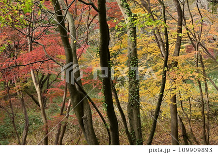 埼玉県嵐山町　武蔵嵐山渓谷の紅葉の木々 109909893