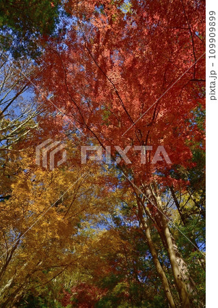 埼玉県嵐山町　武蔵嵐山渓谷の紅葉の木々 109909899