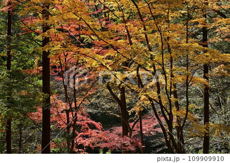 埼玉県嵐山町 武蔵嵐山渓谷の紅葉の木々 埼玉県嵐山町 武蔵嵐山渓谷の紅葉の木々 109909910