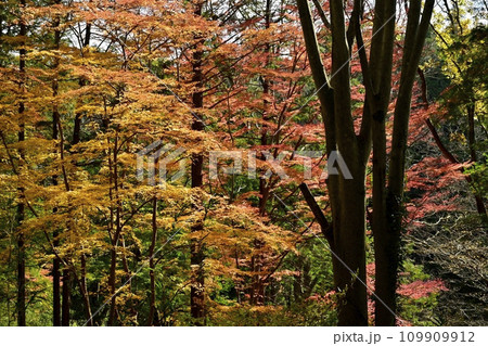 埼玉県嵐山町　武蔵嵐山渓谷の紅葉の木々 109909912