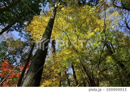 埼玉県嵐山町　武蔵嵐山渓谷の紅葉の木々 109909915