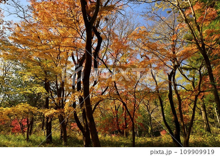 埼玉県嵐山町 武蔵嵐山渓谷の紅葉の木々 埼玉県嵐山町 武蔵嵐山渓谷の紅葉の木々 109909919