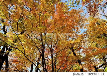埼玉県嵐山町　武蔵嵐山渓谷の紅葉の木々 109909921