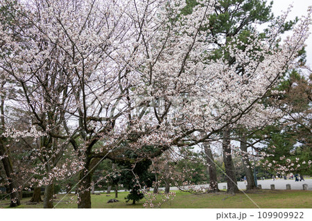 春の公園で満開になった桜の木 春の公園で満開になった桜の木 109909922