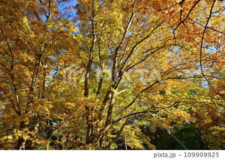 埼玉県嵐山町　武蔵嵐山渓谷の紅葉の木々 109909925