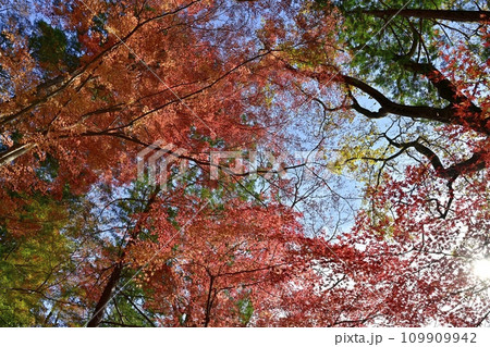 埼玉県嵐山町　武蔵嵐山渓谷の紅葉の木々 109909942