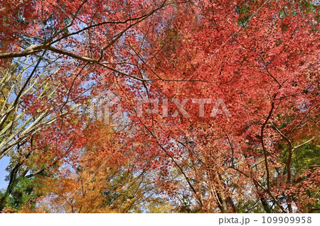 埼玉県嵐山町　武蔵嵐山渓谷の紅葉の木々 109909958