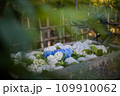 手水舎に浮かぶ紫陽花 手水舎に浮かぶ紫陽花 109910062