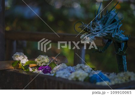 手水舎に浮かぶ紫陽花 手水舎に浮かぶ紫陽花 109910065