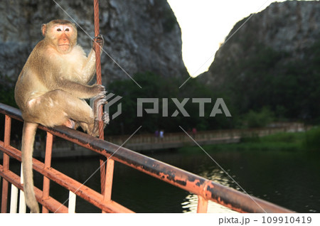 Monkey macaque sitting on the bridge with mountain and green nature background in Thailand. Monkey macaque sitting on the bridge with mountain and green nature background in Thailand. 109910419