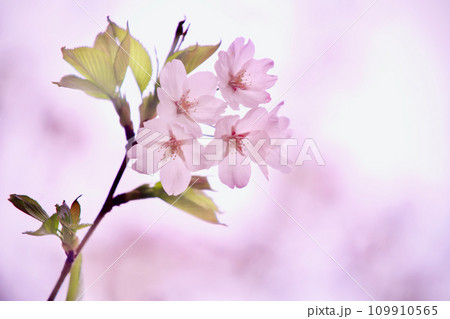 蝦夷山桜 109910565