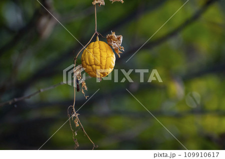 シワにになり始めた黄色いキカラスウリの果実 109910617