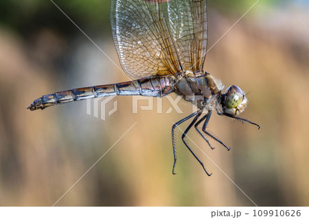 羽根を掴んでタイリクアカネを横から見た姿 羽根を掴んでタイリクアカネを横から見た姿 109910626