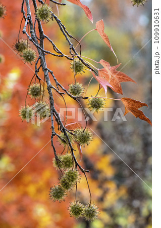タイワンフウの実 109910631