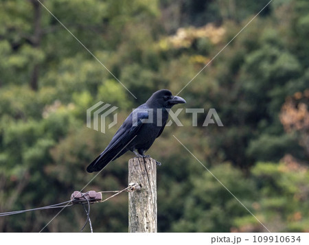 棒のてっぺんにとまるハシブトガラス 109910634