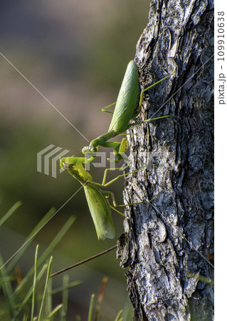 松の木でハラビロカマキリ同士の戦い 109910638