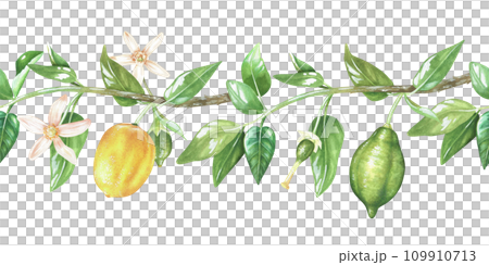 Lemon branch seamless Border. Watercolor botanical illustration of Fruit. Hand drawn on isolated background. Drawing of summer pattern. Painting of frame template 109910713