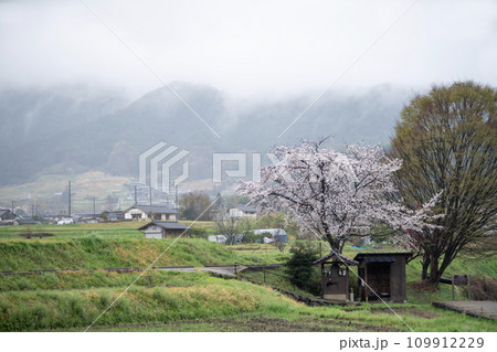 明日香の弥勒石に咲く桜 109912229