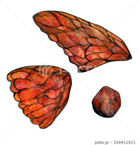 Hand drawn watercolor illustration butterfly fairy wings gem crystal insect moth. Garnet ruby sunstone agate fire opal. Set of objects isolated white background. Design print, shop, wedding, birthday 109912921