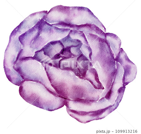 Flower watercolor hand paint 109913216