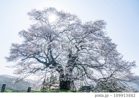 春の山に咲く醍醐桜 109913882