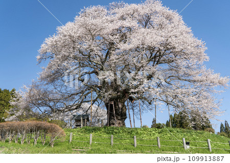 春の山に咲く醍醐桜 春の山に咲く醍醐桜 109913887