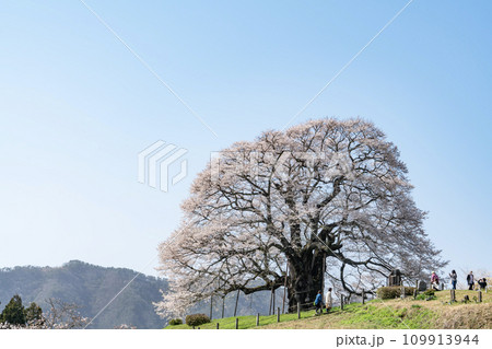 春の山に咲く醍醐桜 109913944