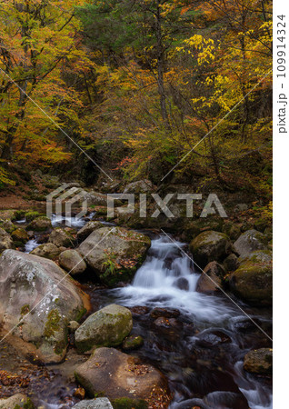 紅葉最盛期の本谷川渓谷と清流 紅葉最盛期の本谷川渓谷と清流 109914324