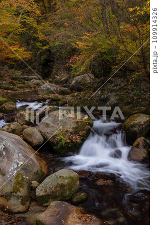 紅葉最盛期の本谷川渓谷と清流 紅葉最盛期の本谷川渓谷と清流 109914326